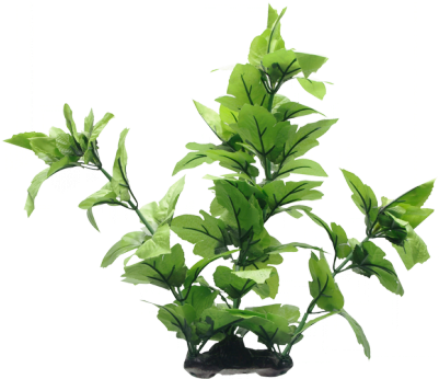 Esta Hermosa Planta Cola De Lagarto Aporta Un Aspecto - Fluval Lizard's Tail Plant For Aquarium, 16-inch (400x400)