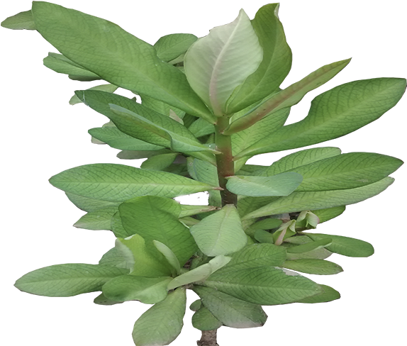 Planta De La Vida - Arbol De La Vida Planta (700x500)