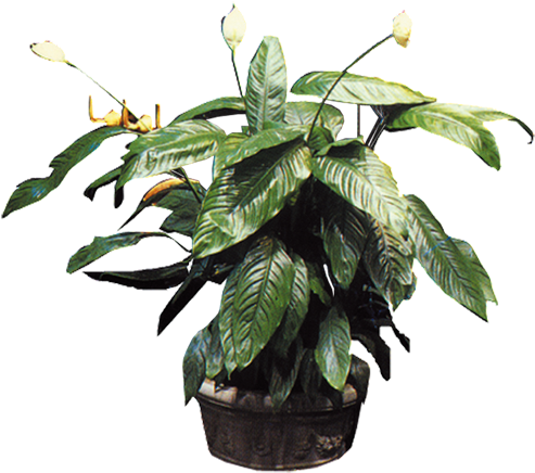 Planta De Maceta De Bonsai Árbol - Pot Plant Png (501x792)