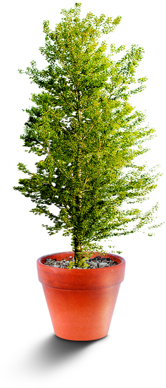 Maceta Planta De Bambú - Flowerpot (800x800)