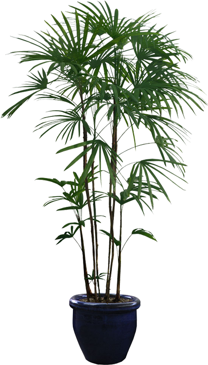 Planta De Árbol - Potted Plants Png (750x750)