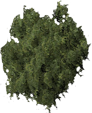 Lo Que Are Sera Utilizar Una Libreria Que Tengo A La - Tree With White Background (326x400)