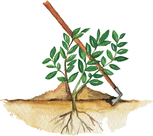 A Su Vez Aprovechamos Para Realizar Aporcados En Las - Aporque En Tomate (500x445)