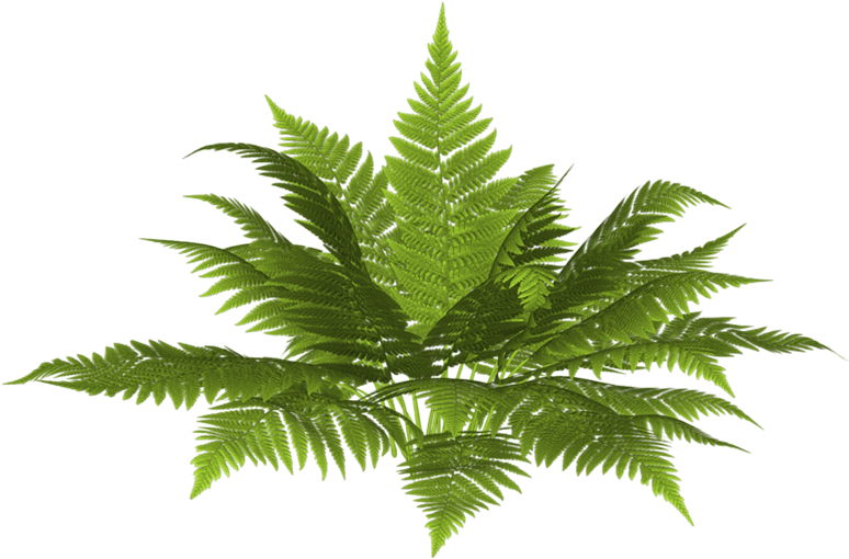 Cosas Para Photoscape - Fern Photoshop (780x553)