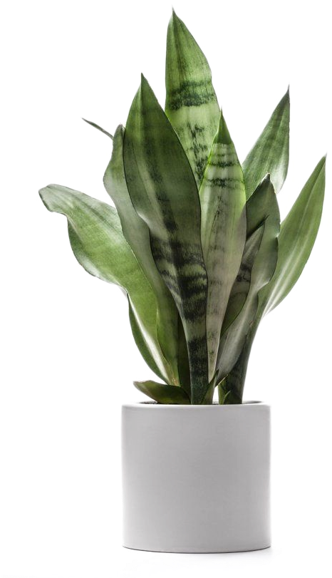 Planta De Árbol De Dragón Dracaena Fragans Luz - Low Light Indoor Plants (540x810)