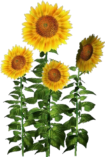 Plantas 3d Girasol Acca Software For Plantas Decorativas - Software (750x527)