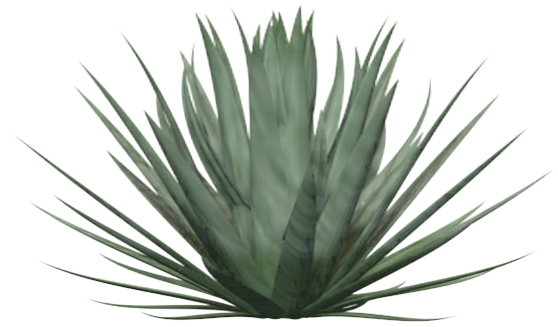 Planta Yucca Faxoniana De 600mm De Altura - Agave Azul (604x581)