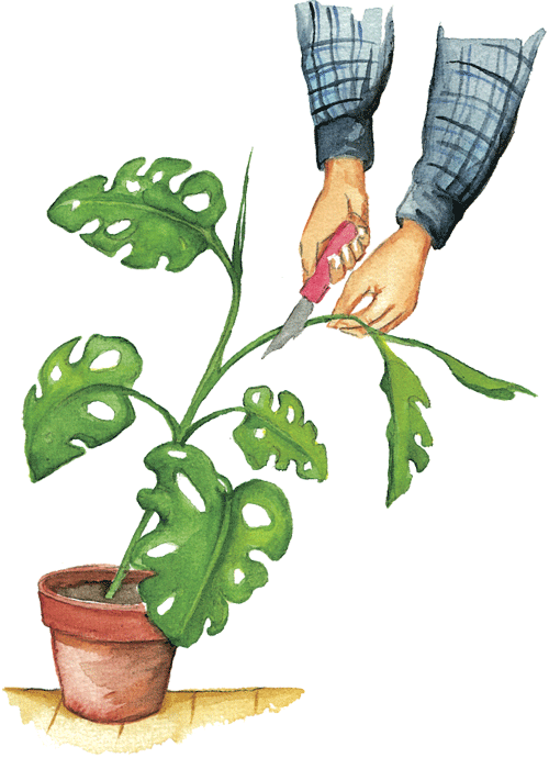 Aquí Os Traigo La Solución Para No Tener Que Comprar - Esqueje De Una Planta (500x690)