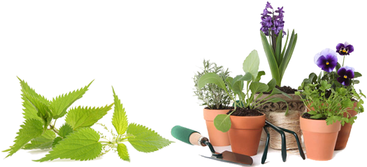 Plantas - Stinging Nettle Supplement: Alternative Medicine (540x247)