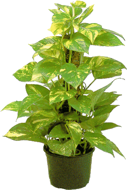 Es Una Planta De Origen Tropical Y Clima Húmedo Sus - Houseplant (316x394)