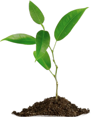 Planta Png - Imagenes De Cadena Trofica (321x420)