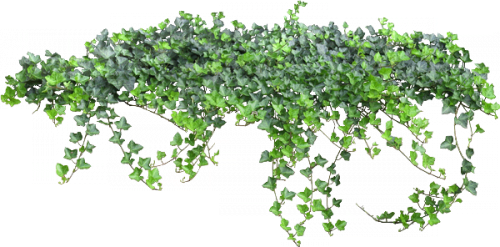 La Enredadera - Photography Backdrops Vinyl Studio Props Photo Background (500x247)