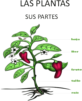 Partes De Una Planta - Acido Abscísico (436x479)