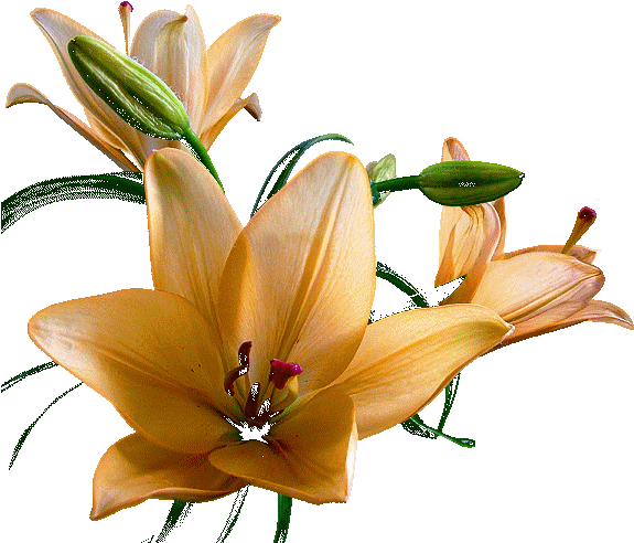 Save Plantas - Gifs Animados De Plantas (584x502)