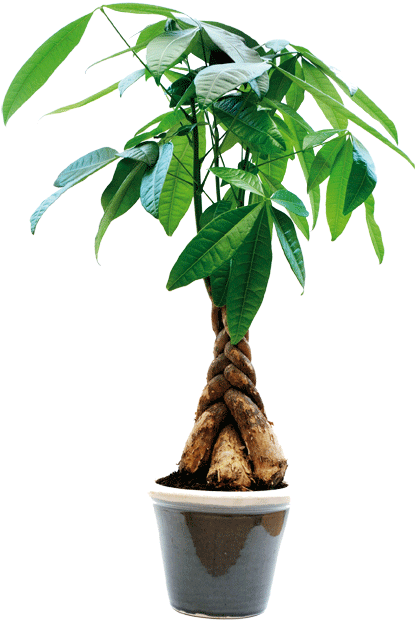 Planta Pachira , La Llaman La Planta Del Dinero Y La - Feng Shui Money Tree (416x621)