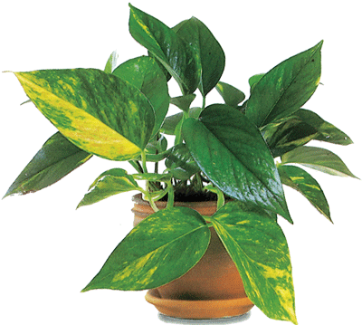 Con Hojas Variegadas Las Plantas De Hoja Variegada, - 黄金 葛 的 图片 (400x359)