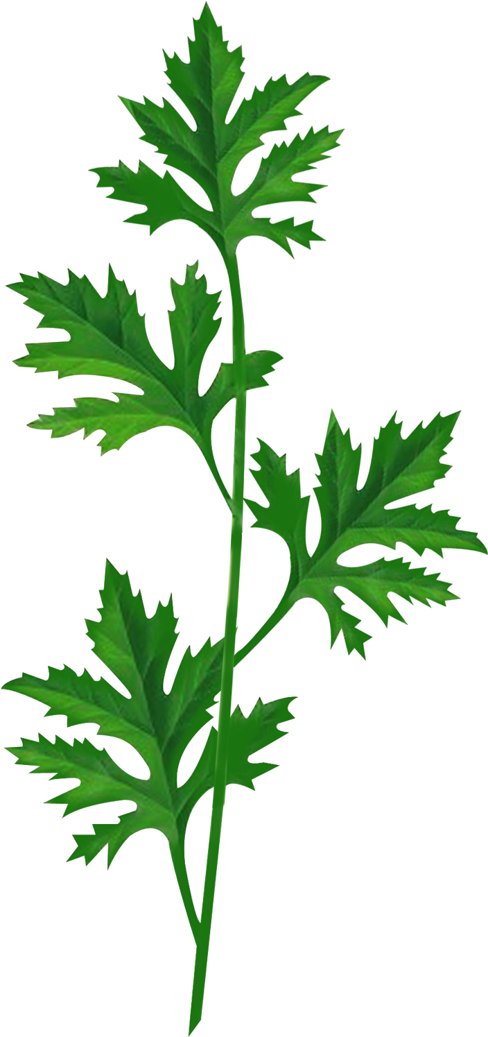 Artemisia Argyi Embalaje Y Etiquetado De Las Plantas - Wormwood Png (1063x1535)