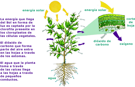 En Este Proceso Se Producen Azúcares, Que Utiliza La - Celulas De Las Plantas (461x284)