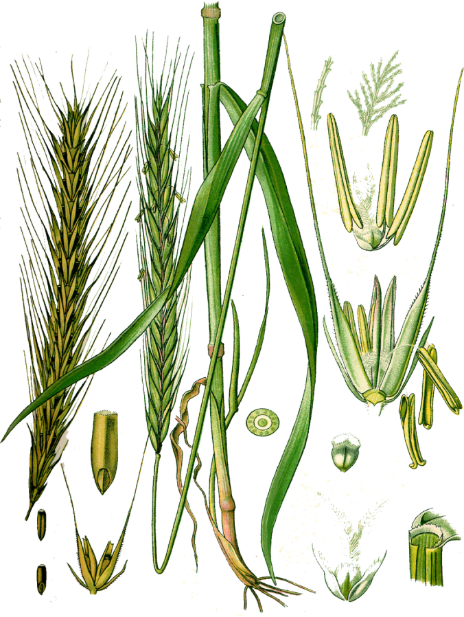 Las Plantas Curativas - Secale Cereale (676x898)