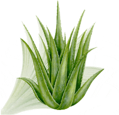 Quién No Ha Escuchado O Leído Acerca De Las Propiedades - Aloe Vera (400x400)