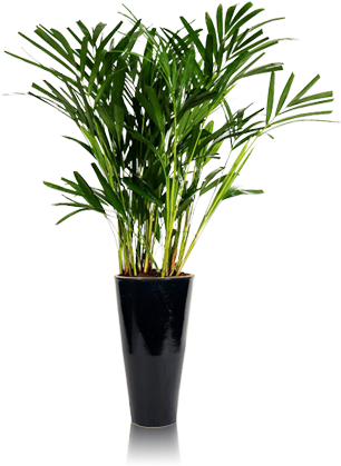 Areca - - Lucky Bamboo (455x510)