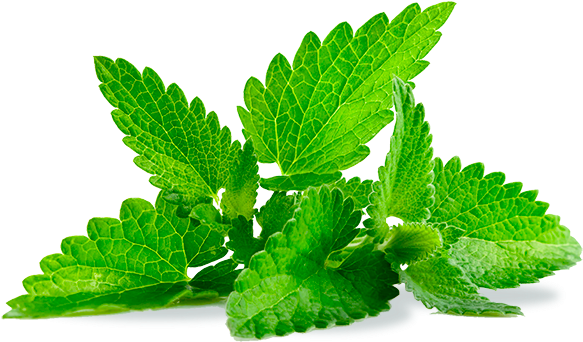 Natura Herbal Organic E - Mint Herb (623x373)