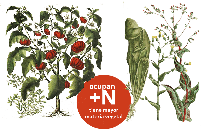 Planta De Jitomate Y Planta De Lechuga, Grupo De Consumidoras - Art Print: Peppers 2 By Fab Funky : 19x13in (824x529)