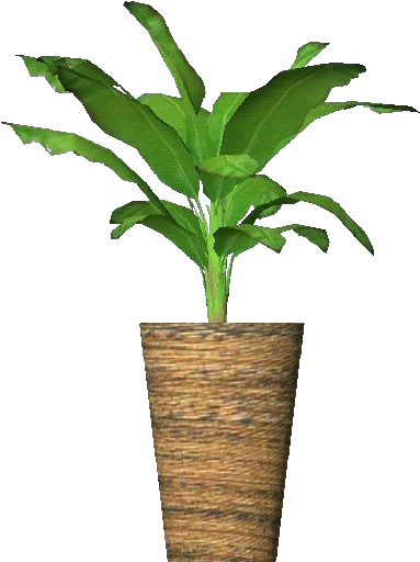 Plantas D Pltano Enano With Planta De Platano - Houseplant (750x527)