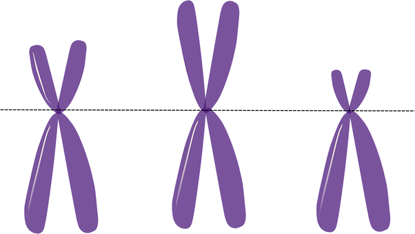 Chromosomes Genetics Metacentric Purple Sc - Three Chromosomes (602x340)
