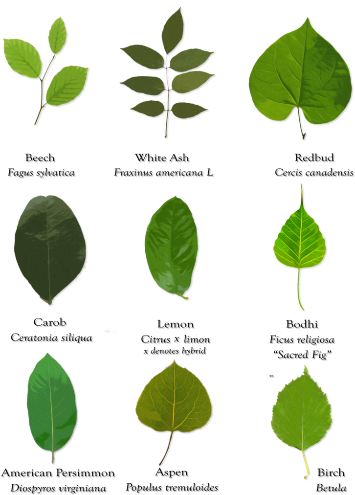 Leaves And Their Scientific Names By Starshinesuckerpunch - Different Types Of Leaves With Their Names (786x1017)
