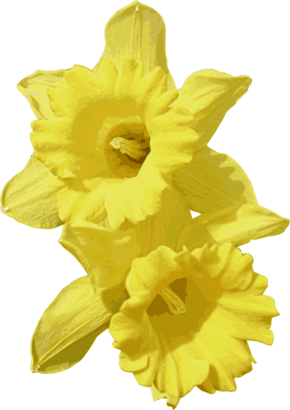 Daffodils Transparent - Daffodil Clip Art Png (420x593)