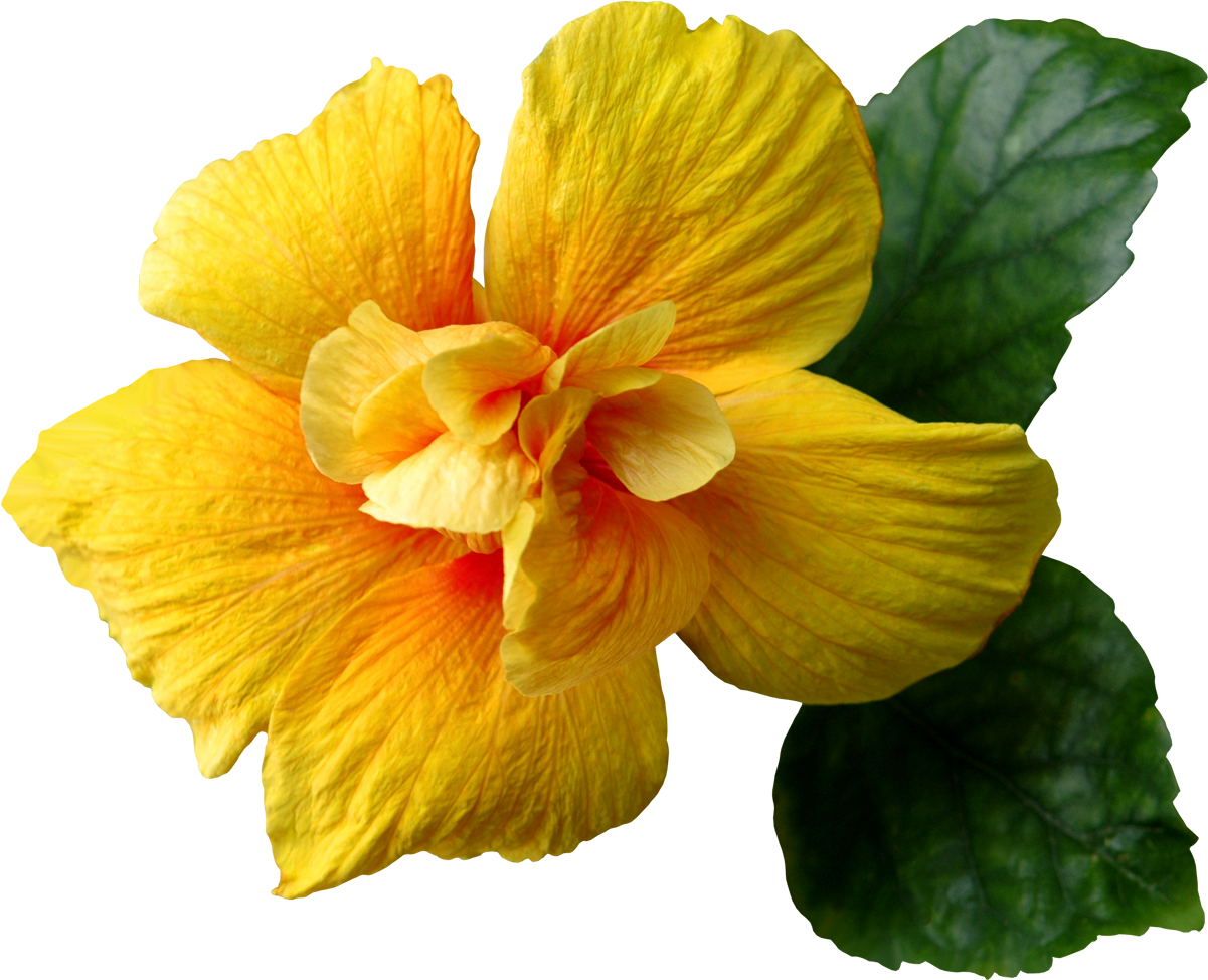Yellow Flower Clipart Png Format - Yellow Flower Png (1248x1011)