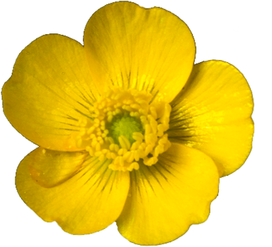 Suck It Up Buttercup - Mouse Pad, 8 (500x445)
