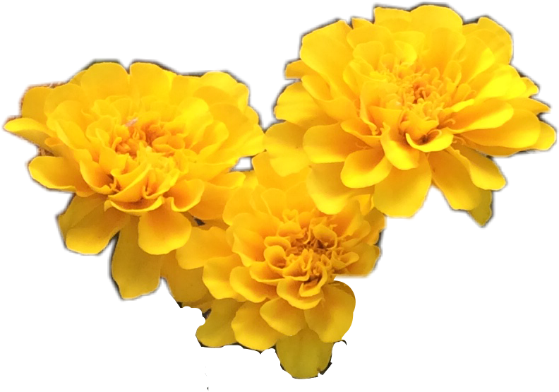 Report Abuse - Yellow Flowers Tumblr Png (792x555)