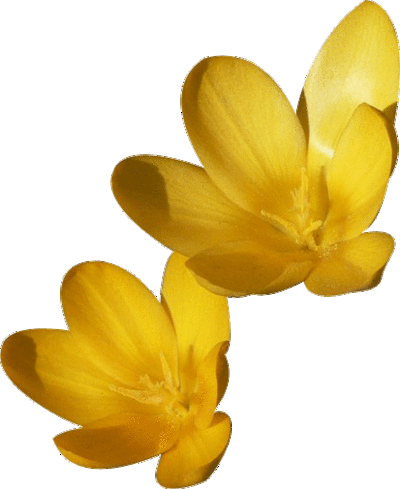 We Make Transparent Background Images From Public Domain - Yellow Flower Gif Transparent Background (400x489)
