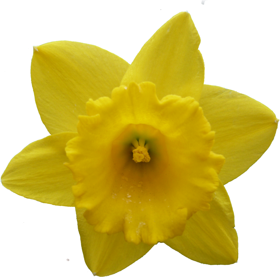 Png, Icons And Renders On Resourcesrocks - Daffodil (1024x1000)
