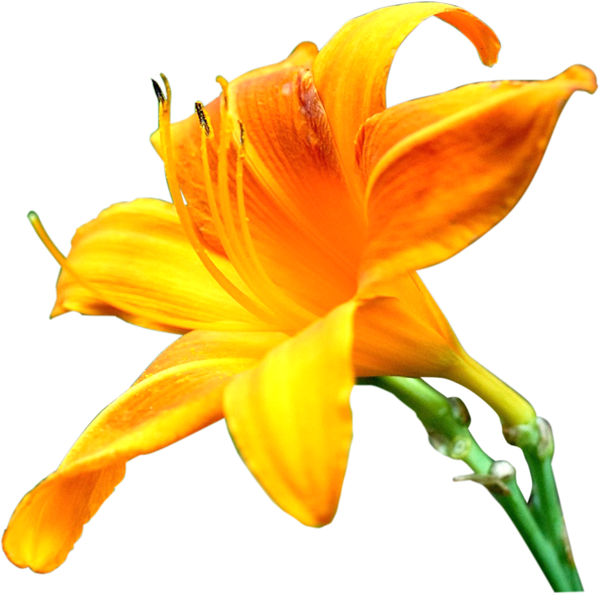Lilly Flower Png Images Pics Photos For Designs - Orange Lily (1600x1600)