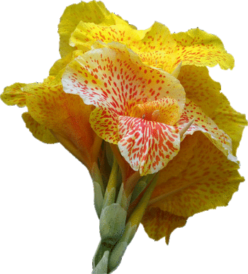 Spotted Yellow Flower - Note Cards (pk Of 10)-appreciate Your Business (350x386)