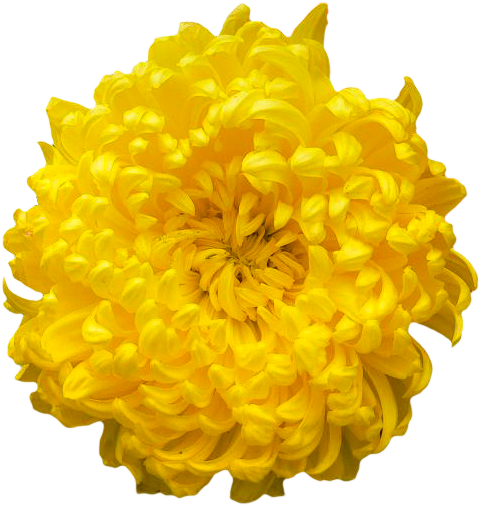 Posted Thursday, March 20th, At - Transparent Marigold Flower Png (503x520)