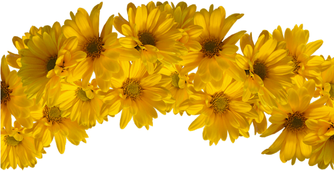 Yellow Transparent Flower Crown Download - Yellow Flower Crown Transparent (678x600)