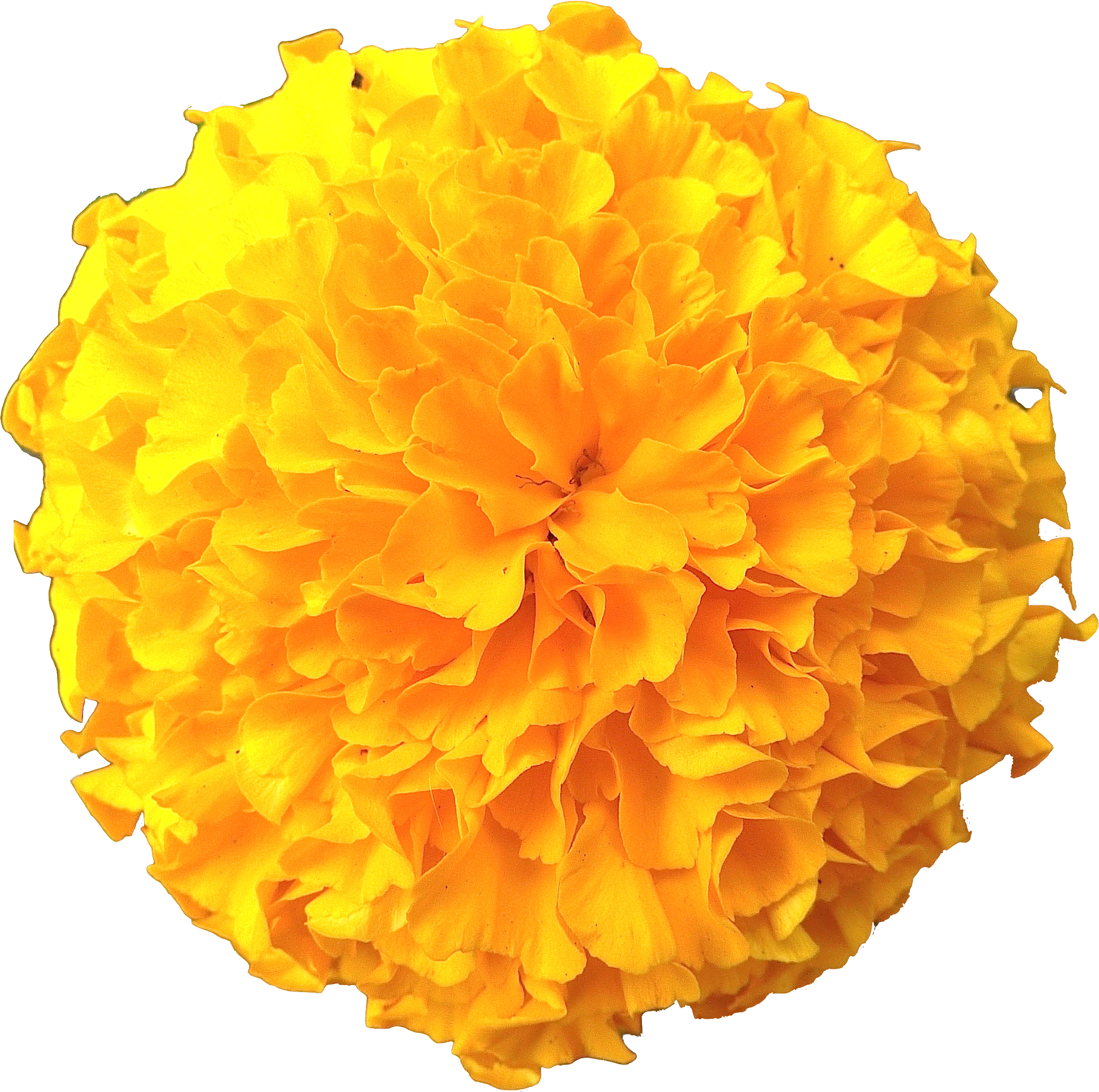 Picture Files With Transparent Backgrounds Flowers - Transparent Marigold Flower Png (2495x2466)
