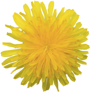 Yellow Fluffy Dandelion Flower Transparent Background - Transparent Yellow Flowers (512x512)