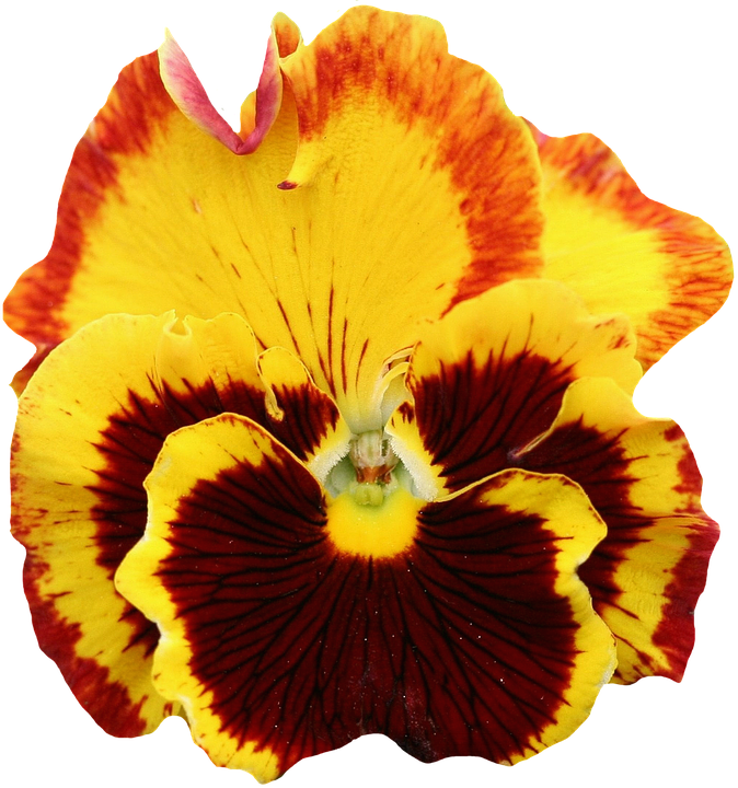 Pansy, Yellow, Blossom, Bloom, Flower, Orange, Spring - Pansy Flower Transparent Background (674x720)