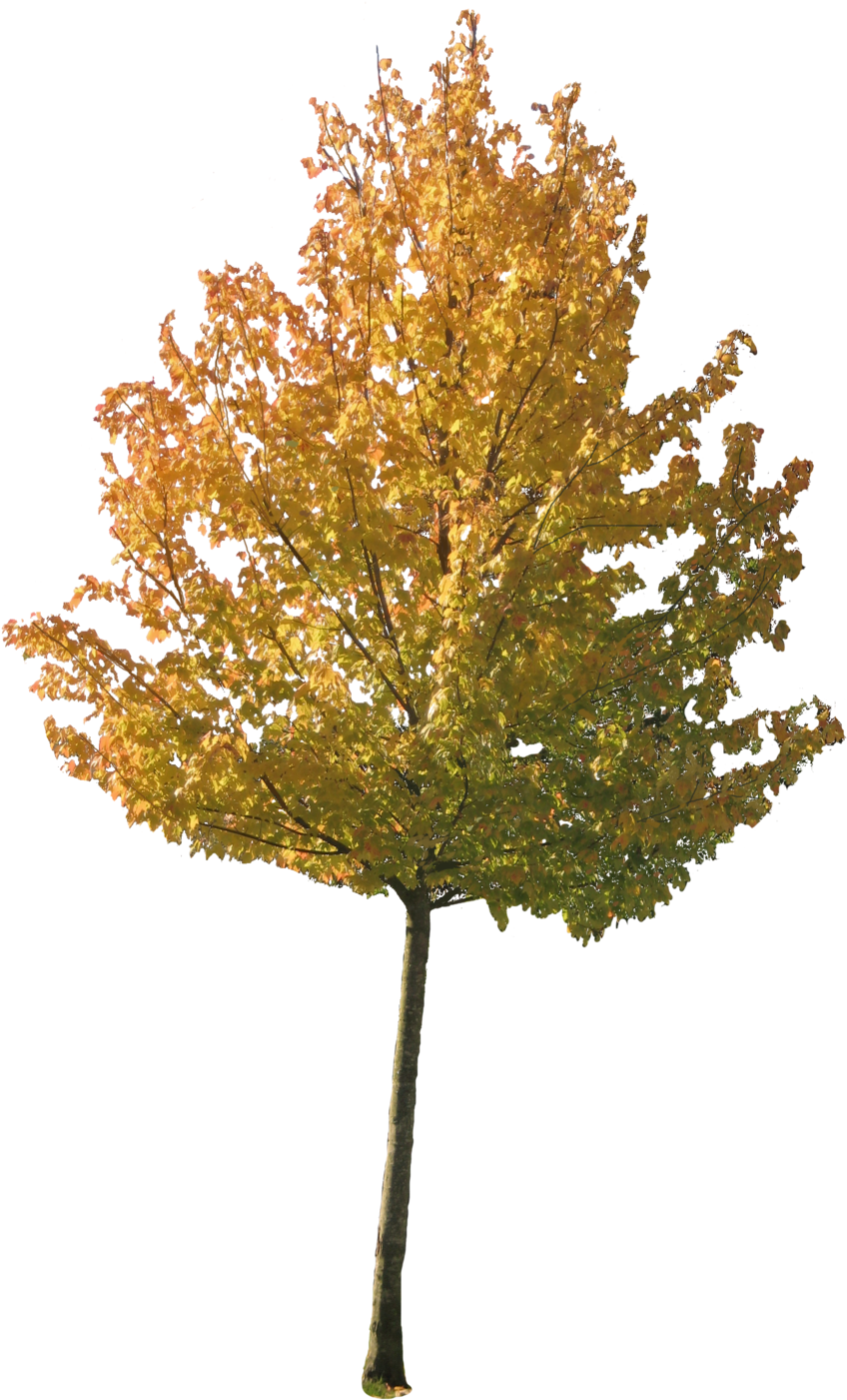 Beginnings Of Autumn Png By Simfonic Beginnings Of - Pine Family (900x1480)