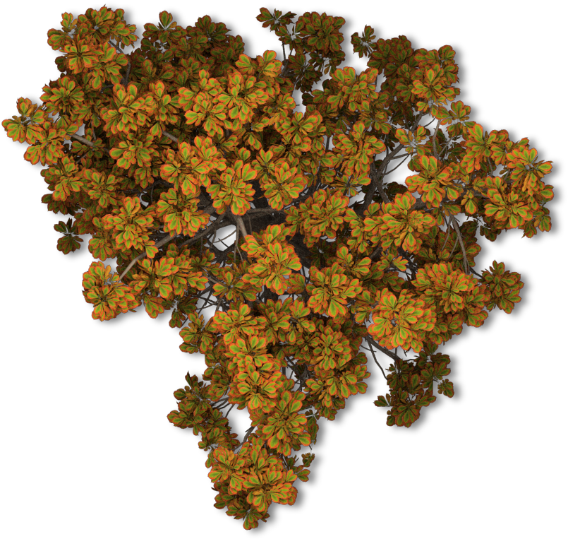 Tree Autumn Leaf Color Plant - Antarctic Flora (820x784)