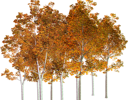 Fall Trees Wallpaper Download - Photography (409x318)