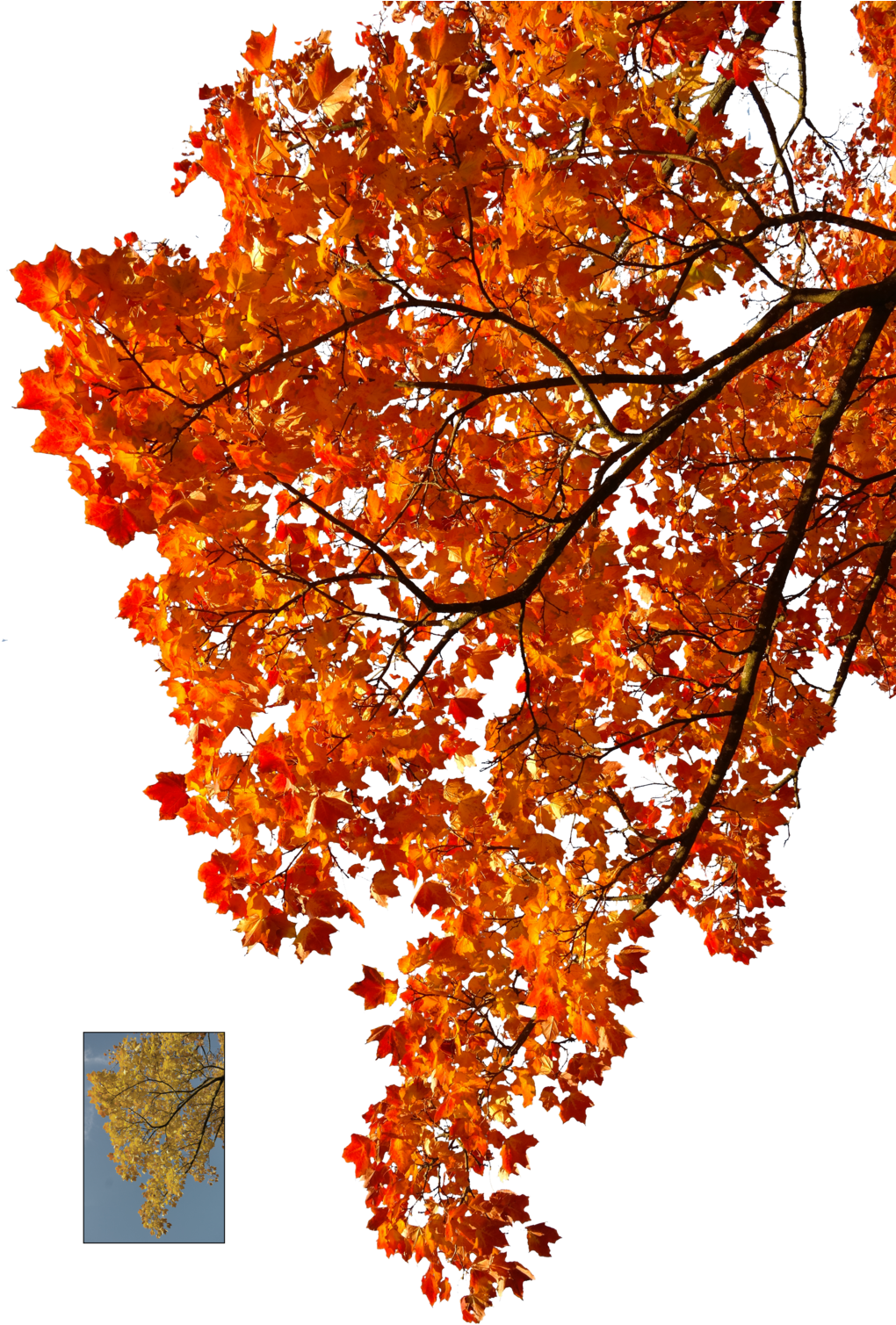 Autumn Leaves 2 Stock By Astoko Autumn Leaves 2 Stock - Autumn Tree Branch Png (1024x1536)