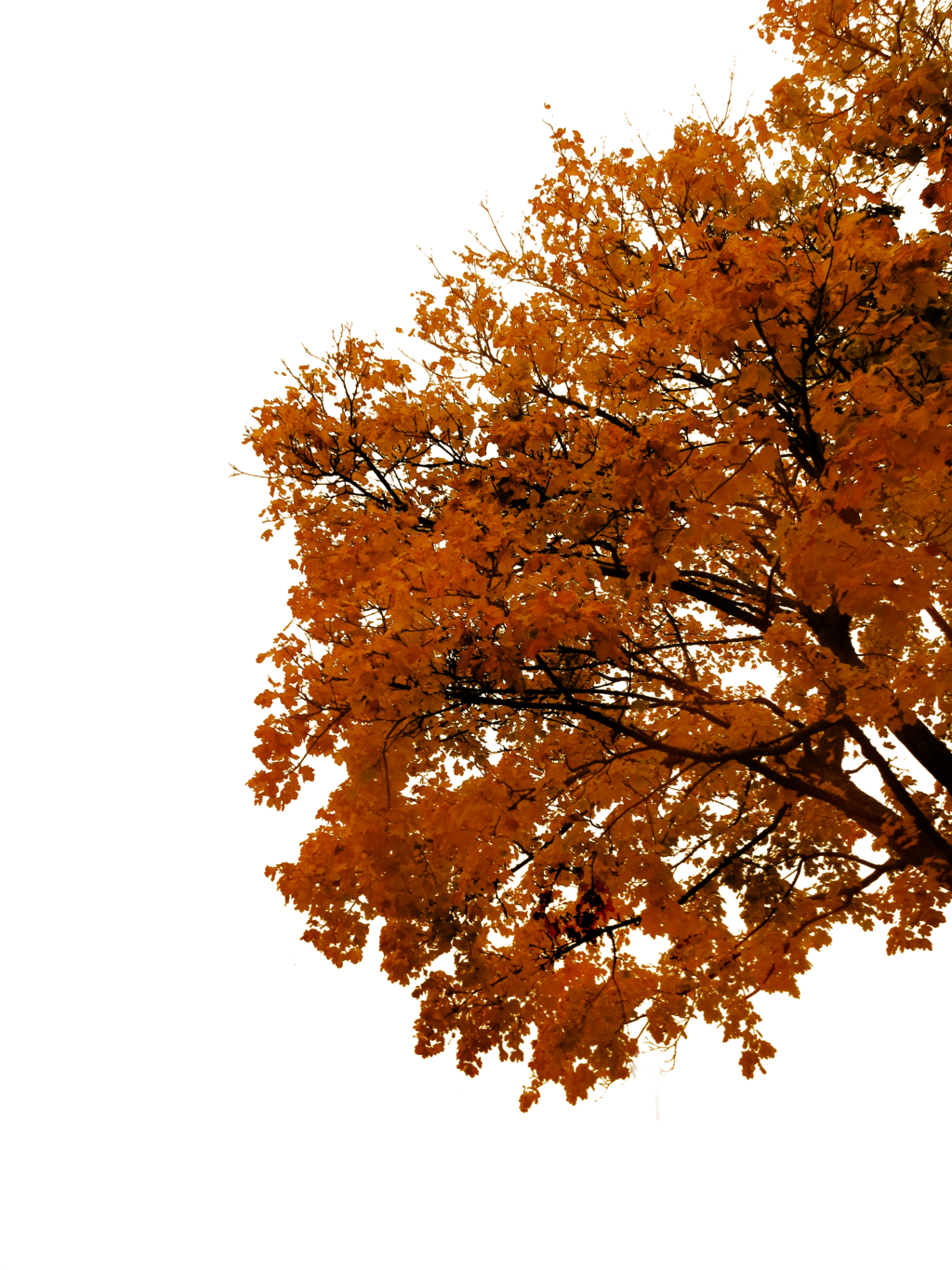 764 Autumn Tree Cutout 03 By Tigers-stock - Cutout Autumn Tree (1024x1365)