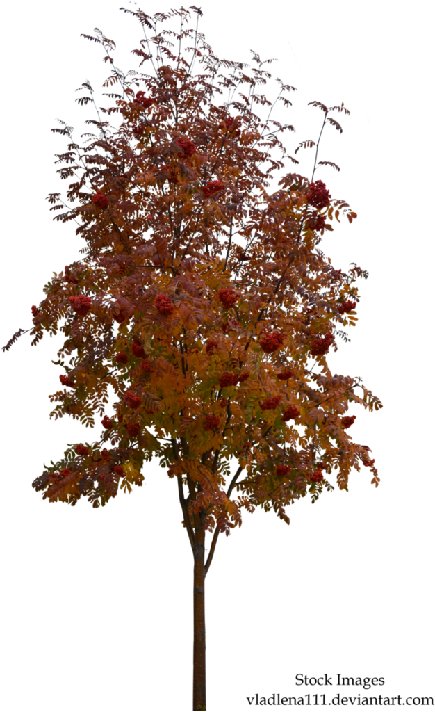 Autumn Tree 2 By Vladlena111 - Tree Png Autumn (709x1126)