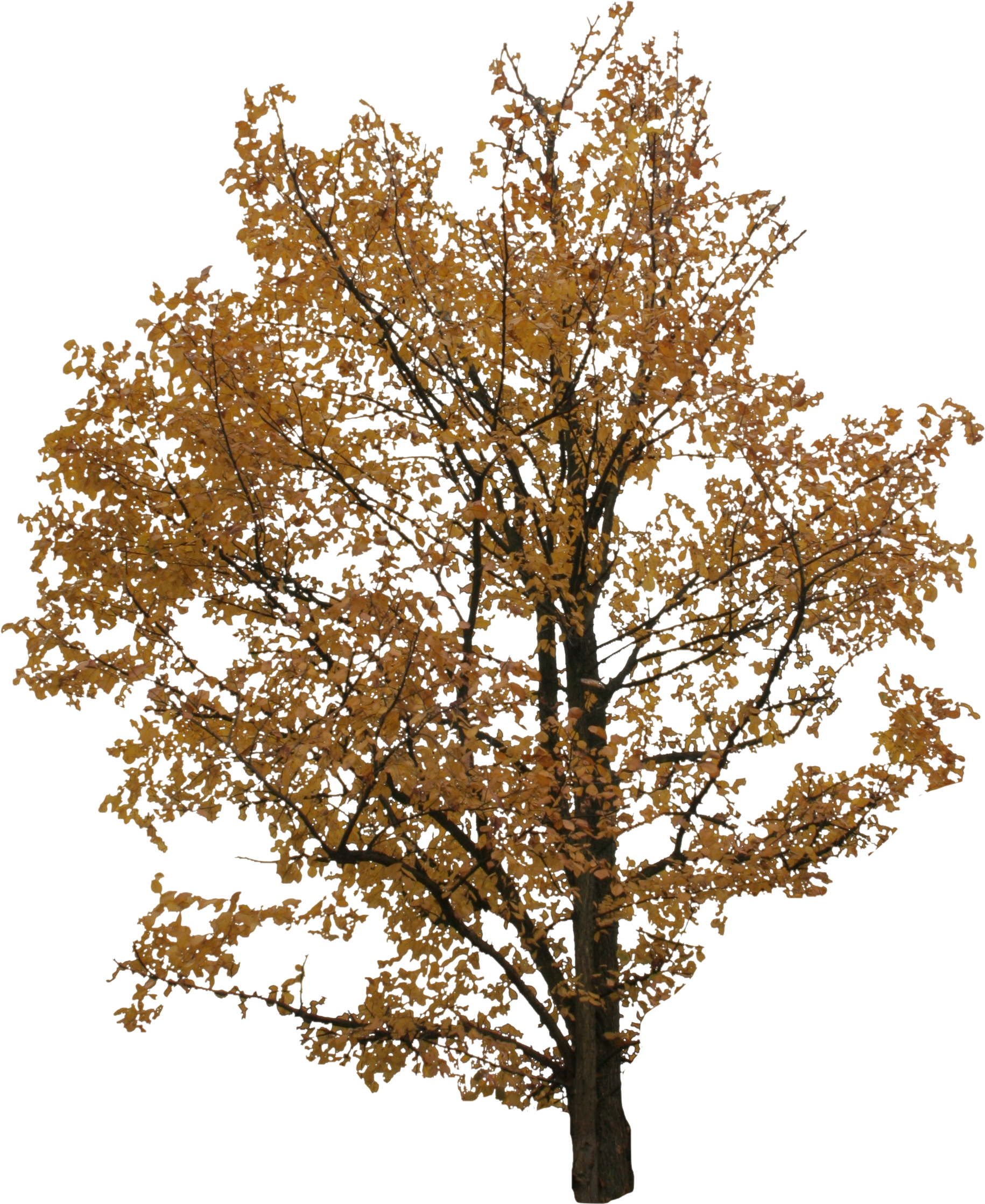 2d Trees, Autumn - Free Png Tree Autumn (1992x2628)